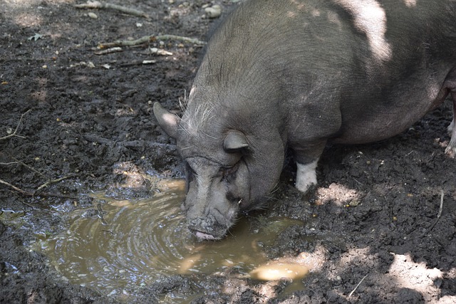 低谷的鲜明 低谷的鲜明